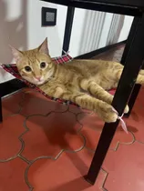 Comprar Gatos - Hamacas Para Gatos - 36x36 Cm - Hamacas En Caracas