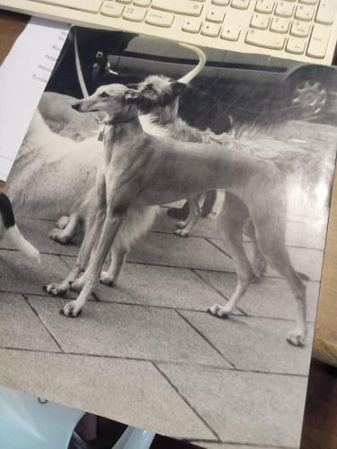 Ricardo Piñeiro - Libro De Fotos De Perros