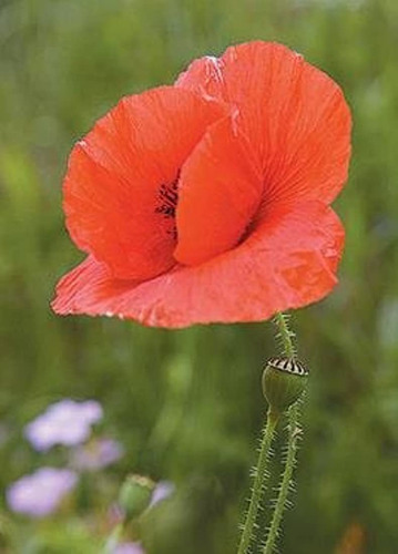 Corn Poppy (papaver Rhoeas), 300 certified Pure Live Semilla