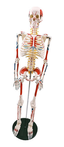 Modelo Anatómico Esqueleto 85cm Inserciones Músculos Nervios