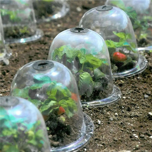 Protector De Campana Para Plantas, Campanas De Engrosado