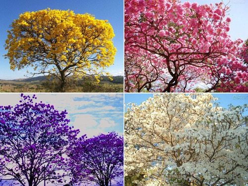 Pack Semillas Guayacán Amarillo, Rosa Morado Blanco :-)