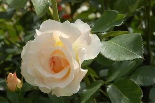 Rosa Rococó Rosada - Hermosa - E.gratis Caba Y Gba