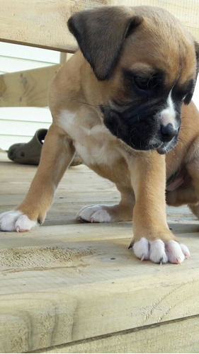 Cachorros Bóxer, Parceleros Legítimos.