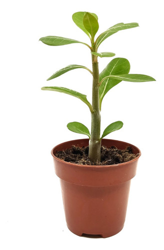 Adenium Color Black