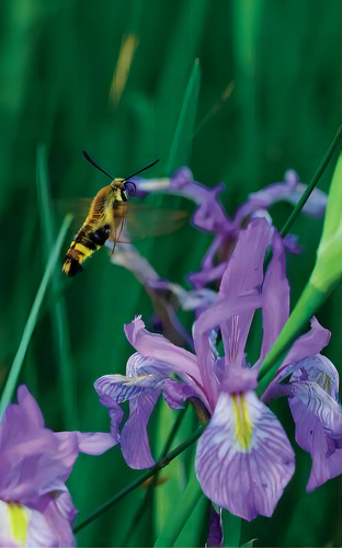 Petite Wild Blue Iris Journal, De Wunderlich, Jordan. Editorial Blurb Inc, Tapa Blanda En Inglés