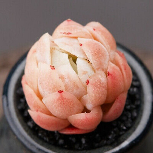 Suculenta Echeveria Elegans Raspberry Ice Com 3cm A 10cm