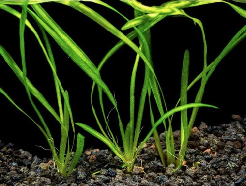 Vallisneria Spiralis Planta Para Acuario Agua Fria