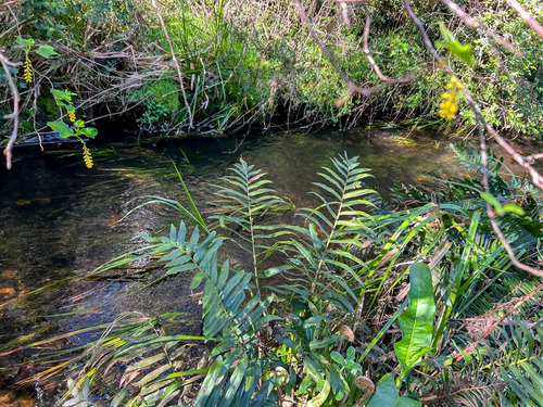 Parcela En Venta En Futrono (orilla Al Río Pichico)
