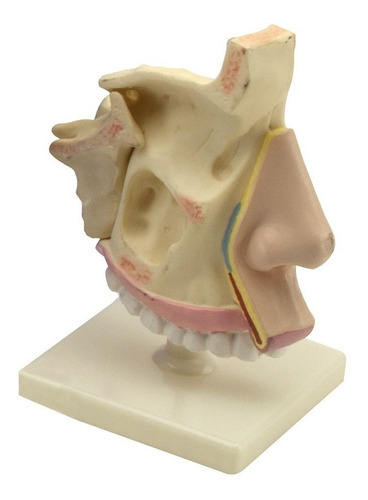Modelo Anatómico - Maqueta De Nariz