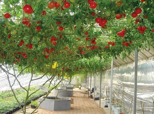 50 Sementes Tomate De Árvore Italiano Gigante Frete Grátis!!