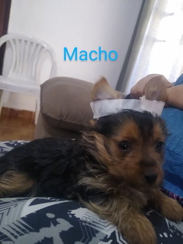 Imagem 4 de 4 de Yorkshire Duas Fêmeas E Dois Machos