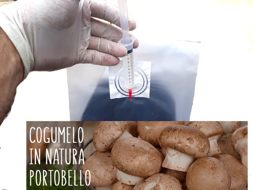 Semente De Cogumelo Porto Belo Pré-induzido 50%+rápido