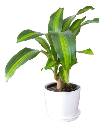 Plantas Interior Palo De Agua C/maceta Premium Y Plato
