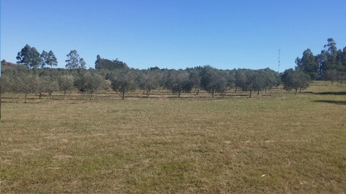 Ruta 12 Chacra De 5 Has Casa De 160 M2 - Ref: 8161