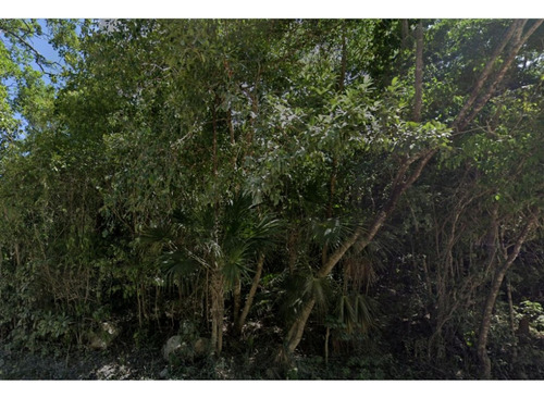Terreno Tulum De 8.5 Hectáreas Cerca De Xel-ha Y De Varios Cenotes,