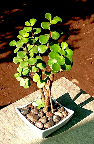 Maceta Ceramica Bonsai Suculenta Portucalaria