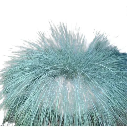 Planta Pasto Azul Festuca Glauca
