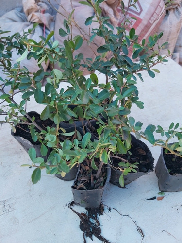 Plantas De Grateus De 20/30cm . Fruto Rojo Con Espinas.