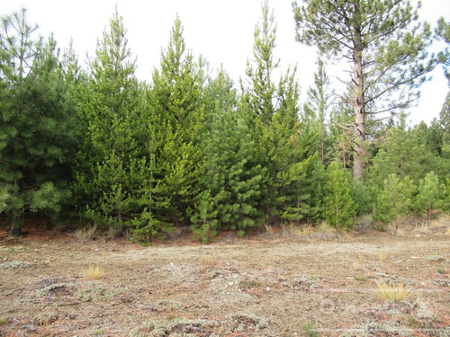 Imagen 4 de 12 de Terreno En Venta Bariloche, Dos Valle Club De Campo. Acepta Permuta Y Financiación