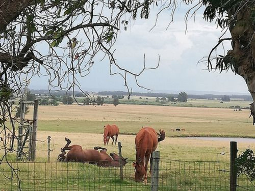 Campo En Venta En Rocha Ref. 7123