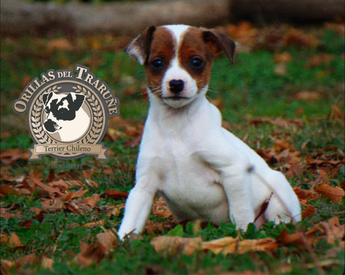 Cachorros Terrier Chilenos
