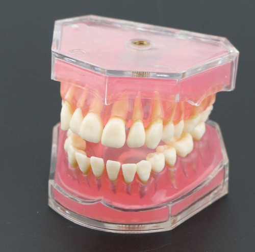 Imagen 4 de 10 de Modelo Acrílico Único Dientes Desmontables Encía Enseñanza