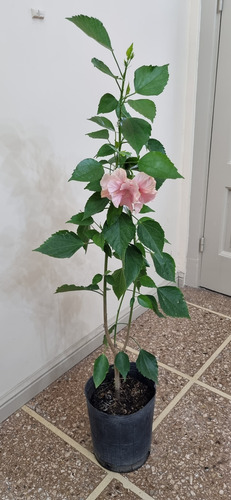 Rosa China Hibiscus Rosa Sinensis -doble-
