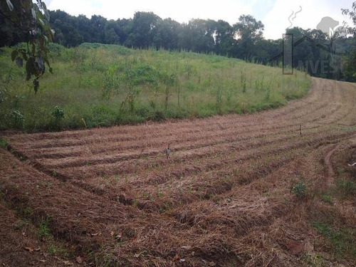 Imagem 3 de 14 de Cod 5971 - Linda Área Do Lado Da Estrada Vicinal - 5971