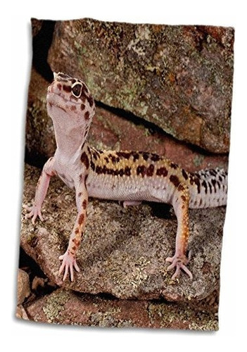 3d Rose Leopard Gecko Lizard Nativo De Pakistán-na02 Dno091