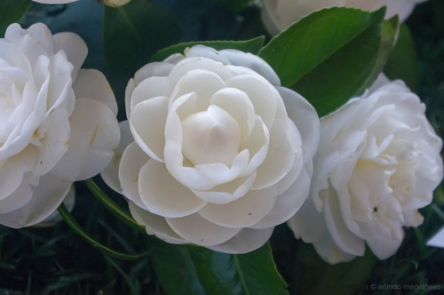Imagem 4 de 4 de Muda De Camélia Branca Linda E Resistente Ideal P/ Jardim!!!