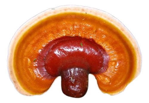 Ganoderma Lucidum Extracto 100 Gramos.