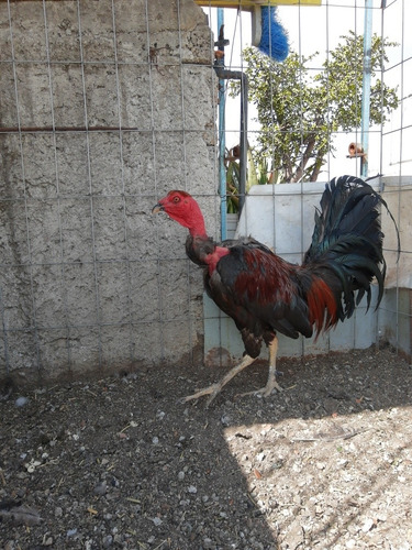 Gallo De Pelea Fino Pelón (Usado)