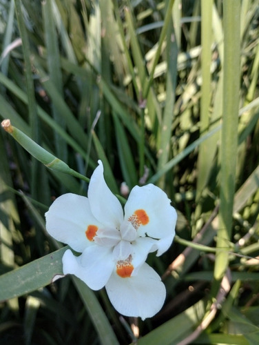 Dietes Brasilero - Planta Pleno Sol - Excelente Tamaño - 5lt