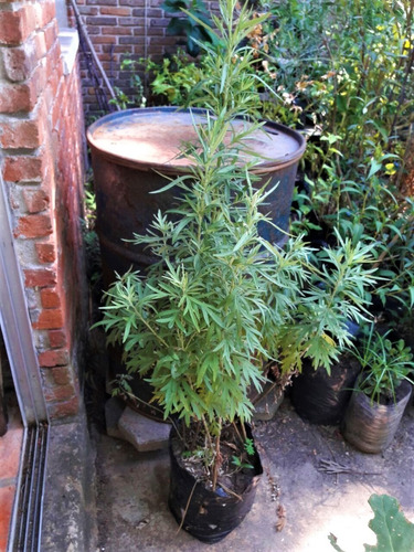 Imagen 3 de 3 de Vivero Cielo Verde Orgánico Artemisa Vulgaris Artemisia