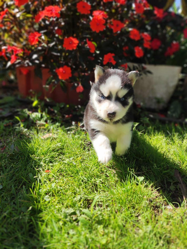 Espectacular Pomsky Macho
