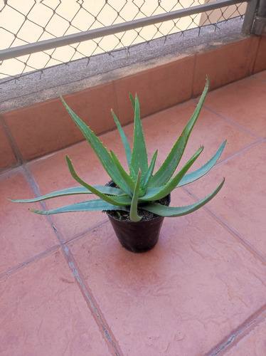 Planta De Aloe Vera Barbadensis Comestible Medicinal M12