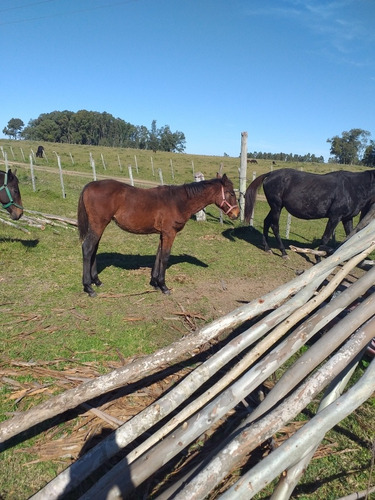 Se Buscan Campos En Venta