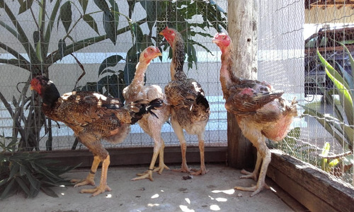 Ovos Galados De Galinha Gigante