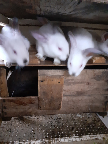 Conejos 60 Dias De Nacidos Hermosos En Solymar 
