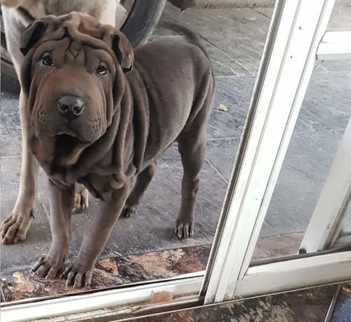 Cachorros Shar Pei Macho