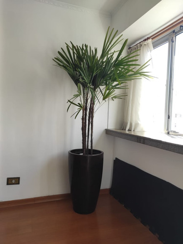 Planta Natural Palmeira Ráfia Com Vaso Decorativo