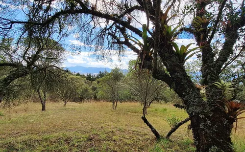 Lote En Venta En Vereda Yerbabuena. Cod V11970009