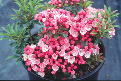 Kalmia Latifolia Tipo Azalea Sortida Sementes Flor Para Muda