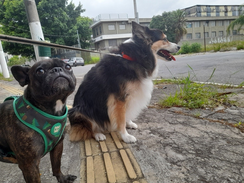 Imagem 5 de 5 de Passeador De Cães - Dog Walker