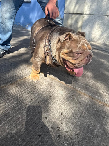 Bulldog Ingles Merle Registro Digital Marle