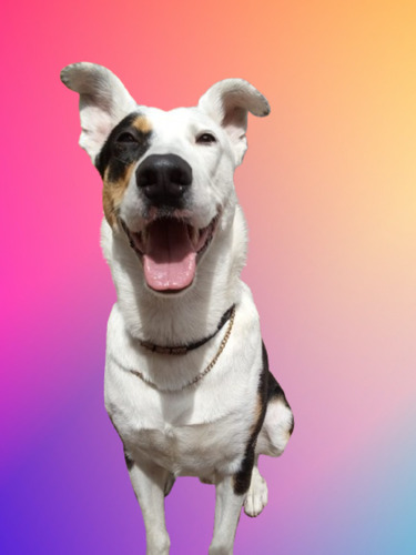 Balto, Cachorrón De 1 Añito Y Medio, Bello Y Juguetón, Adopc