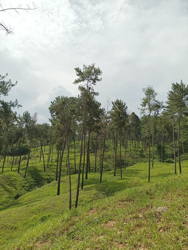 Finca Agrícola, En El Estado Miranda Fp
