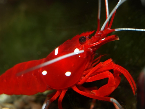 Invertebrado Marino - Lysmata Debelius - Camaron Escarlata