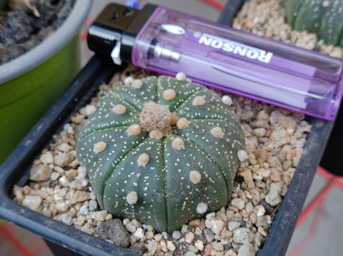 Cactus Astrophytum Asterias